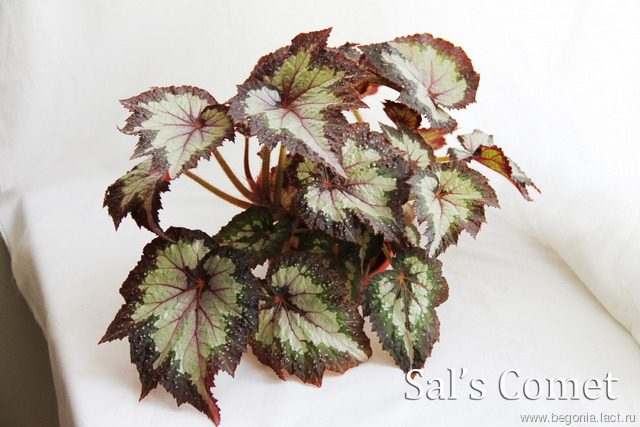 B. ‘Sal’s Comet’